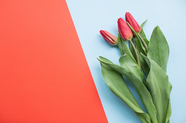 Beautiful red tulips on multicolored paper backgrounds with copy space. 