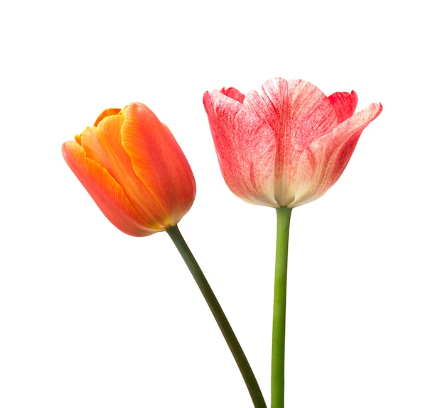 Beautiful red tulips and petals on white