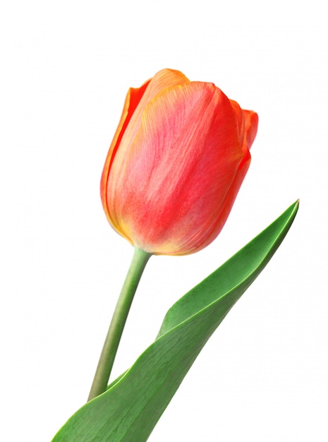 Beautiful red tulips and petals on white