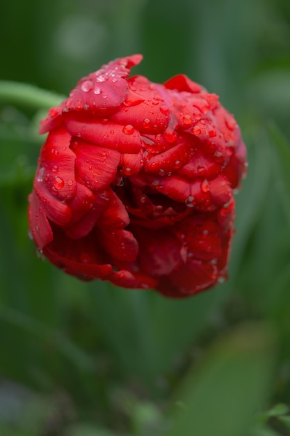 Beautiful red tulips Red tulip field Tulip over green background