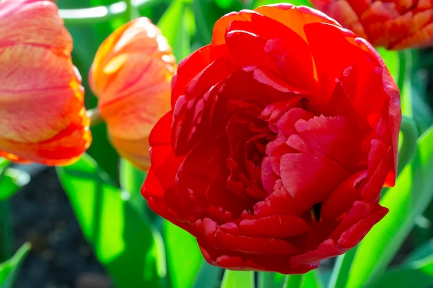 아름 다운 빨간 튤립 봄 배경 밝은 꽃