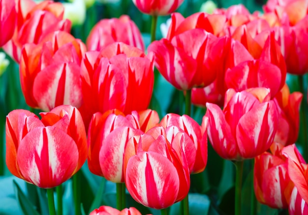 Beautiful red tulips in the spring time (macro)