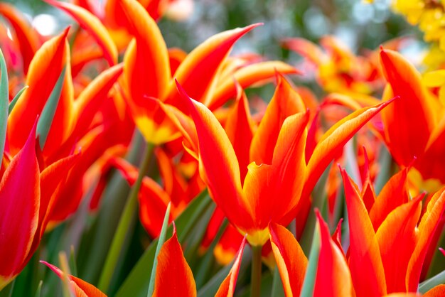 Beautiful red tulips Tulipa sprengeri. 