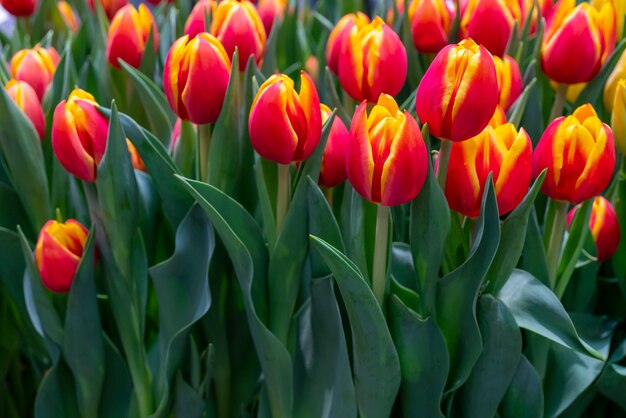 Beautiful red tulips.