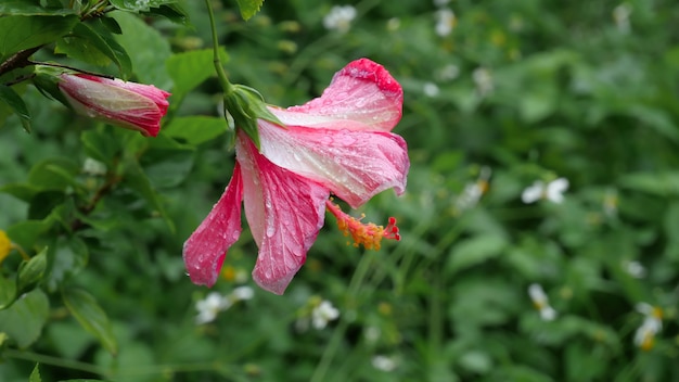 Beautiful red-white flower with rain drops on petals