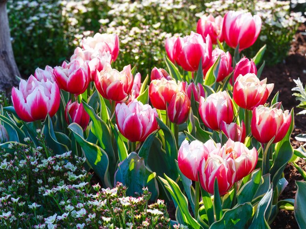 Beautiful red-white tulips in spring park