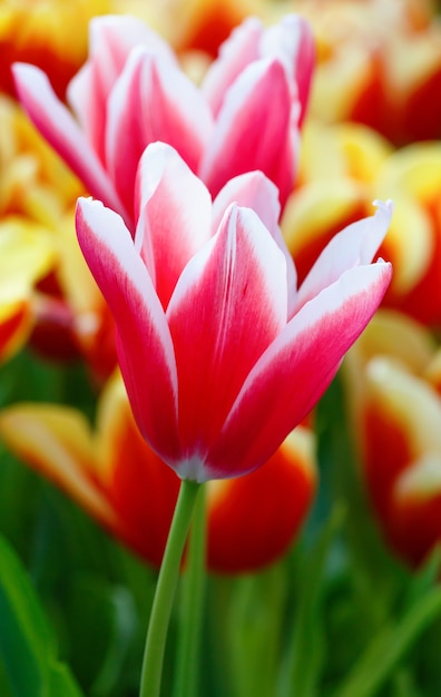 Beautiful red-white tulips in the spring time (macro)