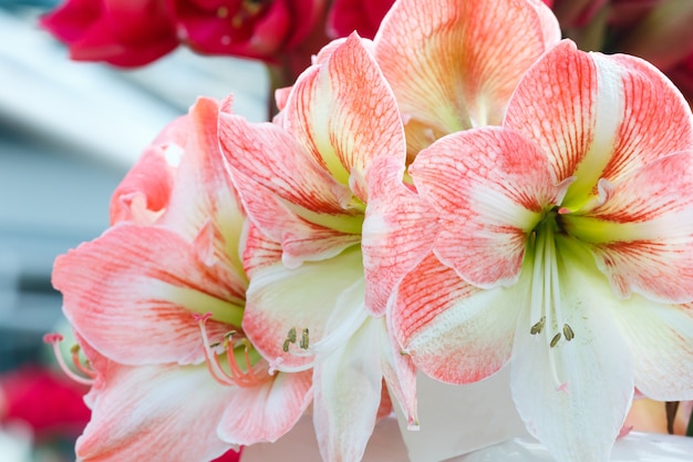 Beautiful red with white flowers of Amaryllis (macro) in spring