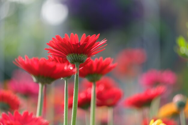 봄 정원에서 아름 다운 붉은 색과 노란색 gerbera 데이지 꽃