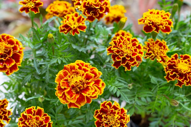 Beautiful red yellow  marigold flower 