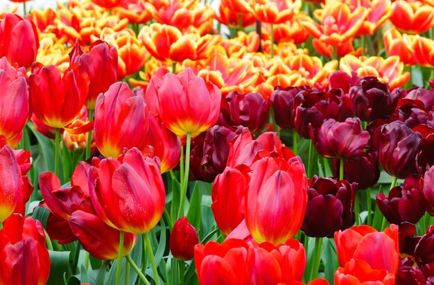 Beautiful red and yellow-red tulips  close-up