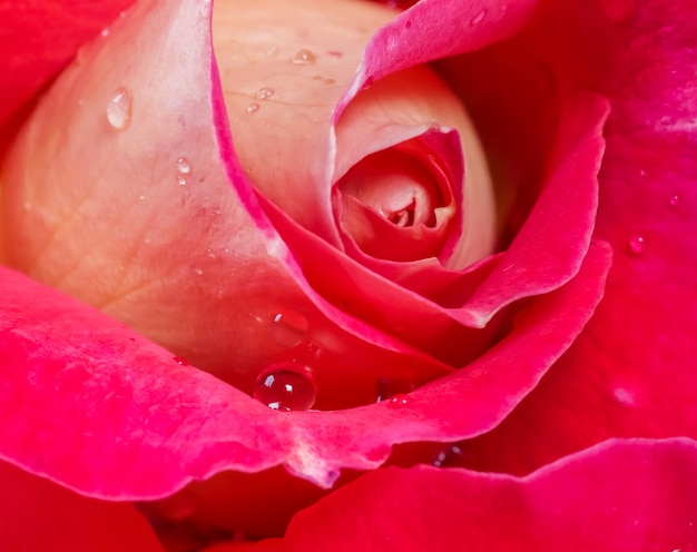 Bella rosa gialla rossa con gocce di rugiada perfetta per lo sfondo del biglietto di auguri