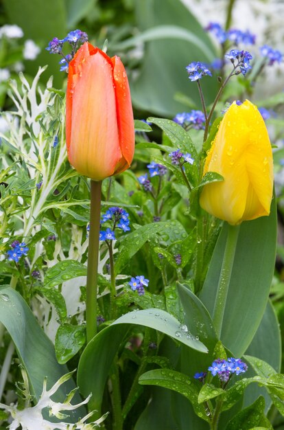 Beautiful red and yellow tulips  (close-up). Nature many-coloured background.