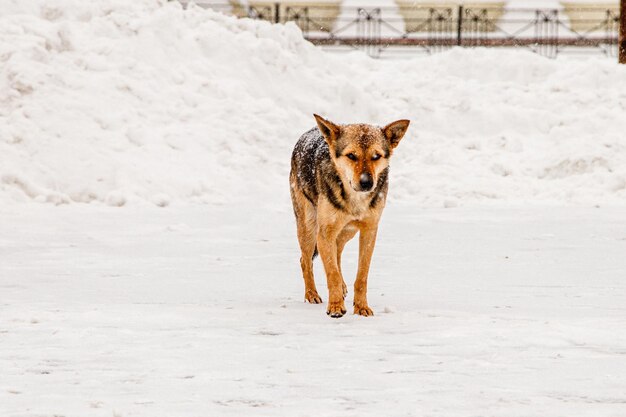 Beautiful redhaired courtyard dog on snow