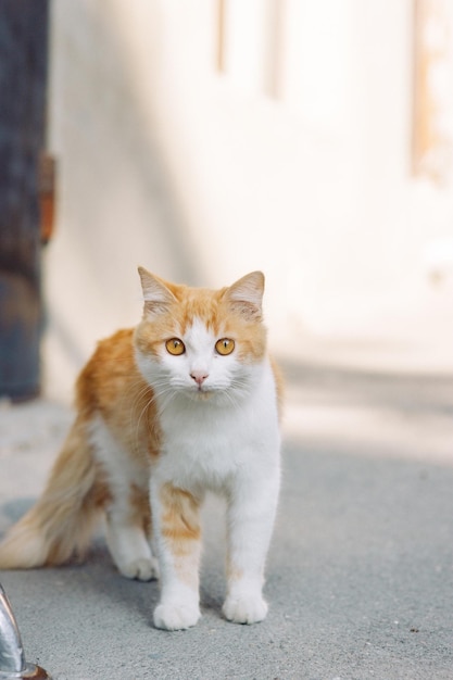 A beautiful redhaired street cat with bright orange eyes An abandoned stray cat a pet problem