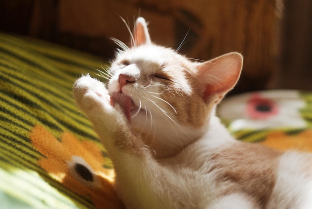 Bellissimo piccolo gattino rosso, gatto con occhi gialli si siede sul divano in una giornata di sole a casa. giocando