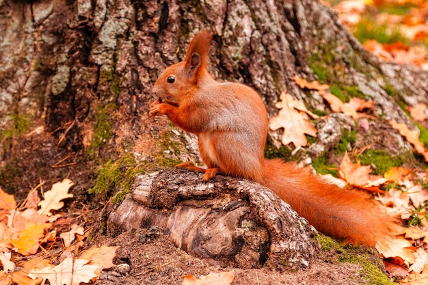 A beautiful redhead squirrel gnawing a nut near