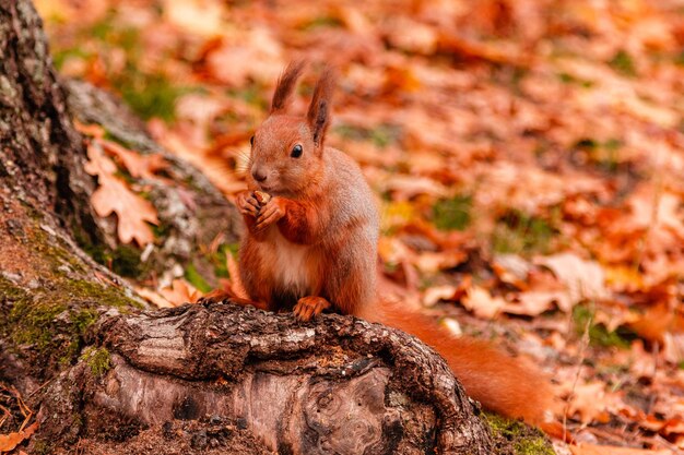 A beautiful redhead squirrel gnawing a nut near