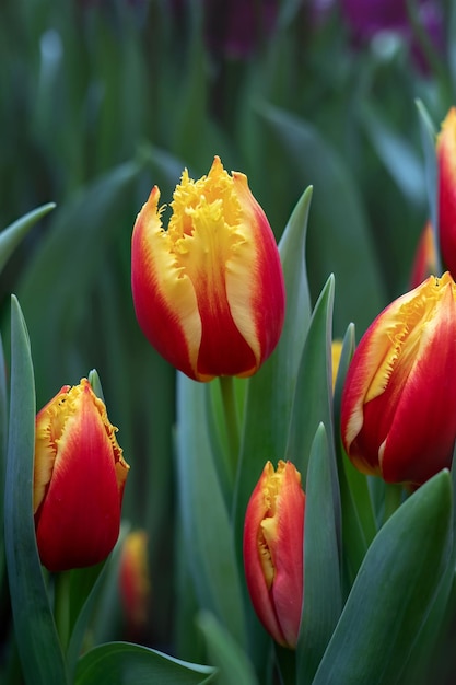 Beautiful redyellow tulip flowers on a blurry background closeup