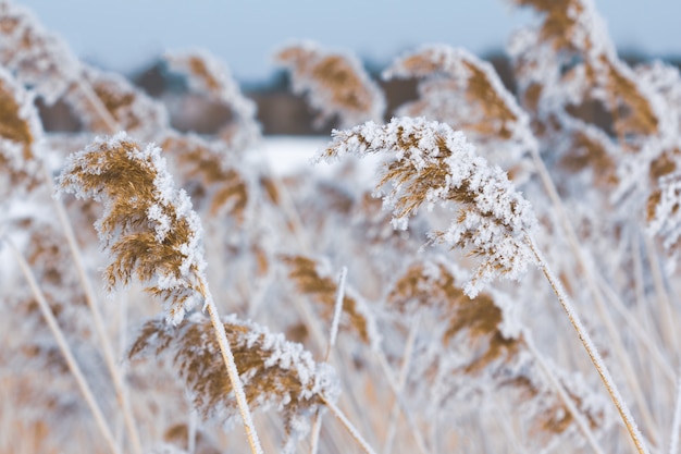 Beautiful reed in frost morning in winter