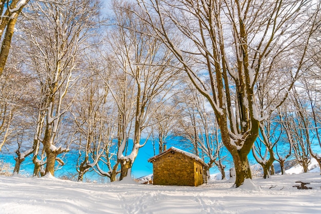 Beautiful refuge among giant trees in the Oianleku natural park in the town of Oiartzun next to Penas de Aya, Gipuzkoa. Basque Country