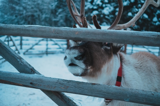 Beautiful reindeer in the ethnic park Nomad