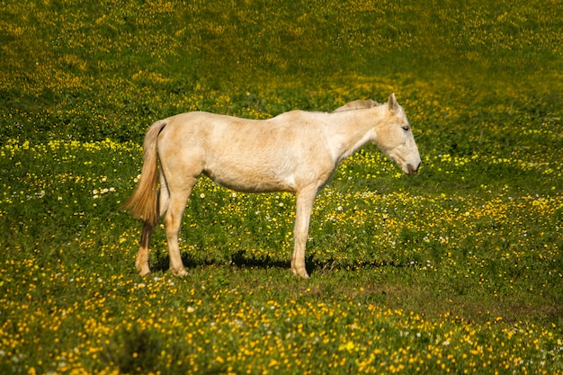 Beautiful relaxed scene of a white horse on a landscape field of yellow flowers.