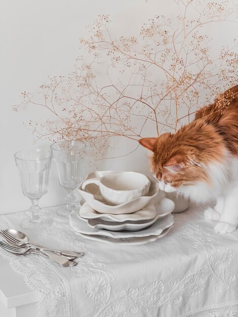 Beautiful retro ceramic tableware and a curious red cat on a white chest of drawers