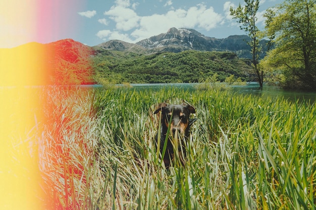 Foto bella natura retrò con il cane all'aperto