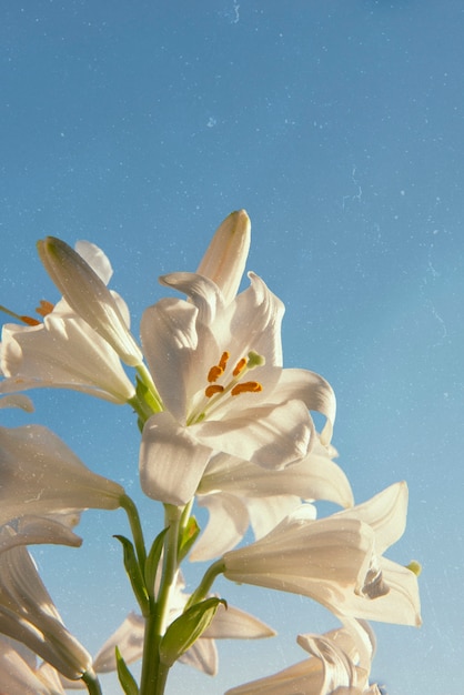 Beautiful retro nature with white flowers