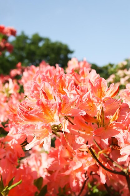 春の公園の美しいシャクナゲの花ツツジとシャクナゲの開花期