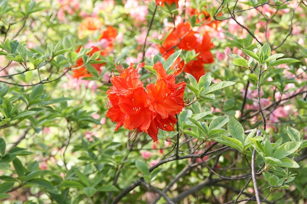 Beautiful Rhododendron flowers in spring park The Blooming Season of Azaleas and Rhododendrons