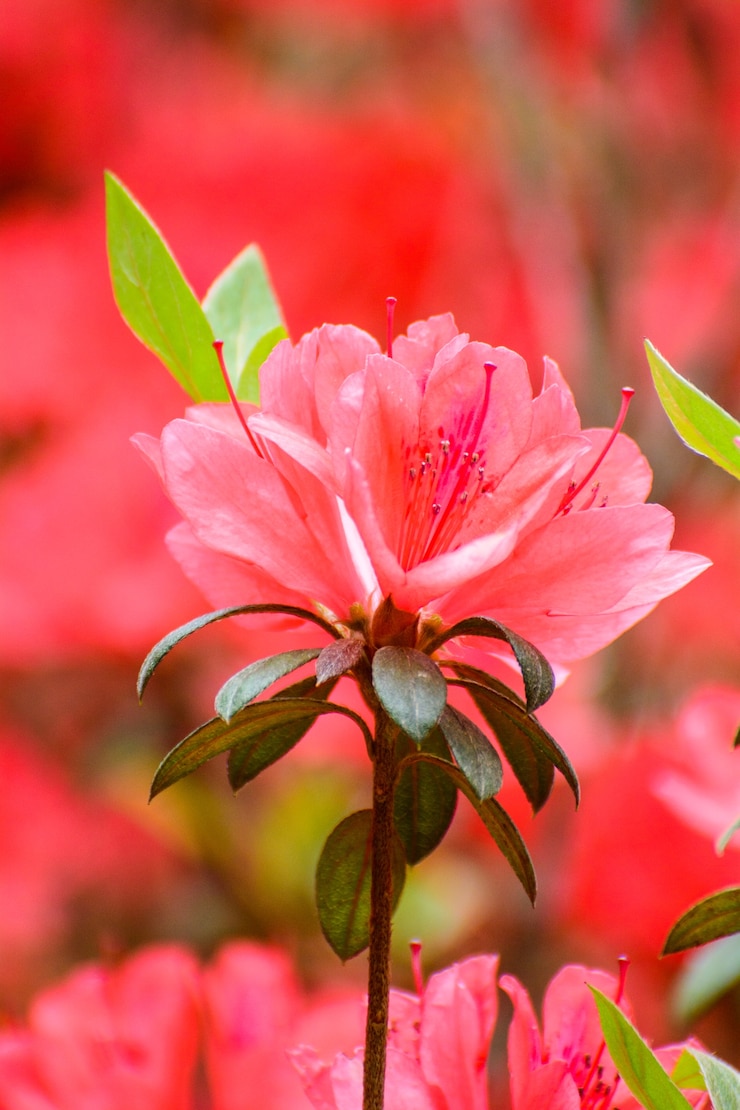 Photo beautiful  rhododendron flowers