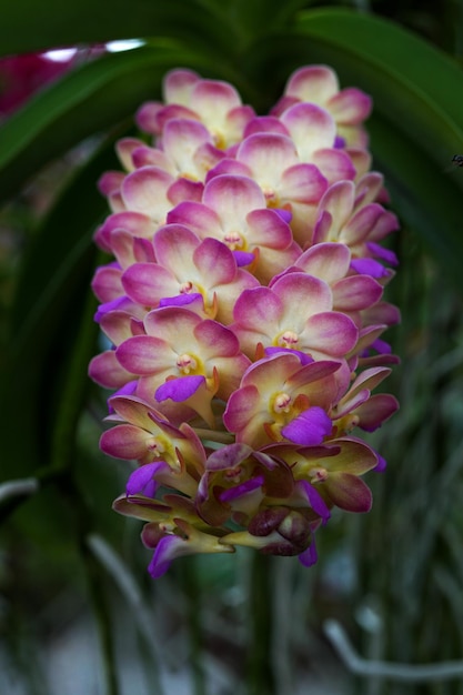 Beautiful Rhynchostylis orchid flower in the garden.