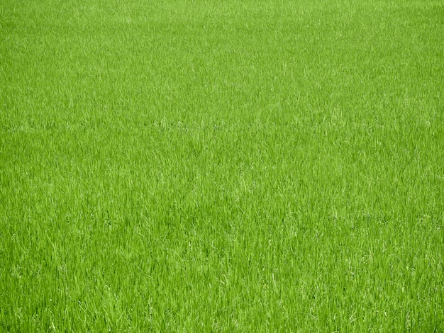 美しい田んぼの緑の芝生の風景の背景