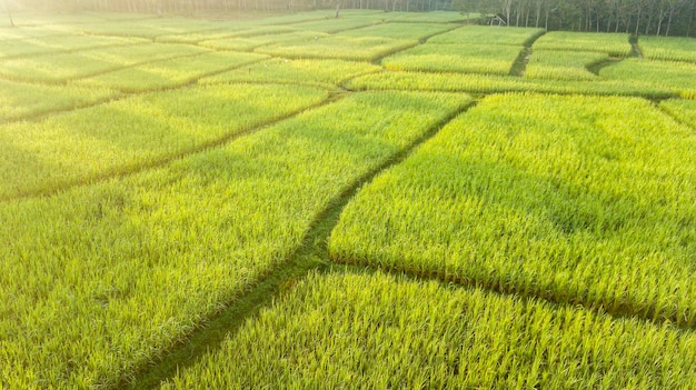 Photo a beautiful rice field in the morning