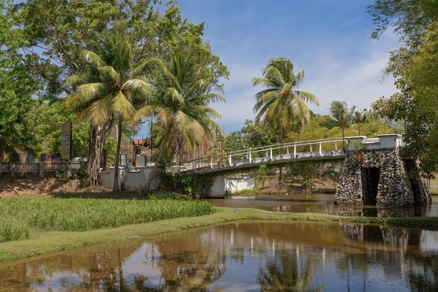 Красивый пейзаж рисового поля в Laman Padi Langkawi Muzium Laman Padi в Лангкави, Малайзия