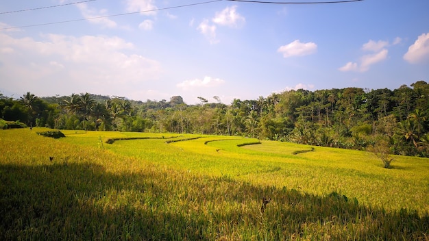 beautiful rice field scenery wallpapers in Indonesia