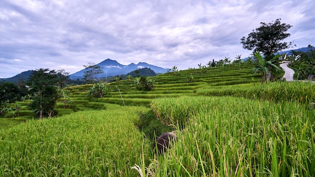 山を背景に美しい田んぼの風景