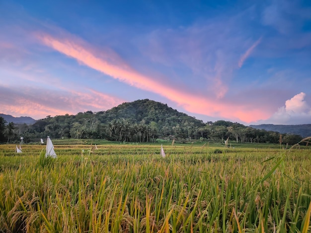 beautiful rice field view at sunset.