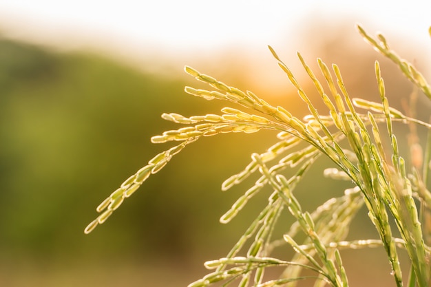 Beautiful rice field with sun light in the sky,Rice field in the evening