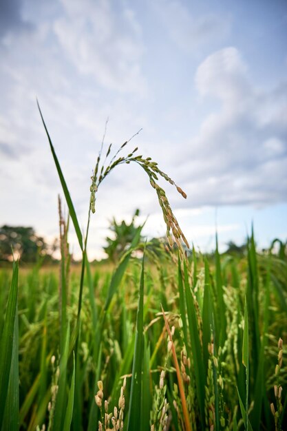 beautiful rice fields in the afternoon