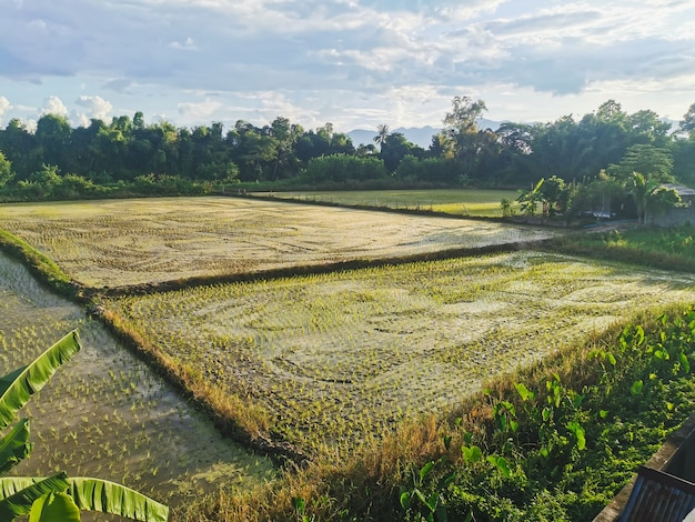 Beautiful rice fields against cloudy sky