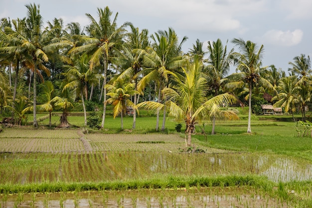 Bellissime risaie a bali, in indonesia.