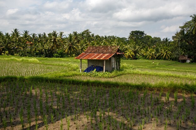 Красивые рисовые поля на Бали, Индонезия.