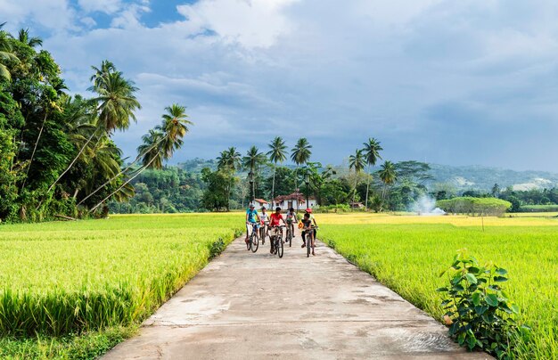 Beautiful rice fields and jungles with palm trees on natural landscape. Tropical plants at sunny weather in Sri Lanka.