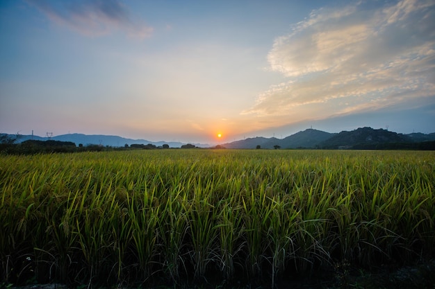 Beautiful rice fields at sunset