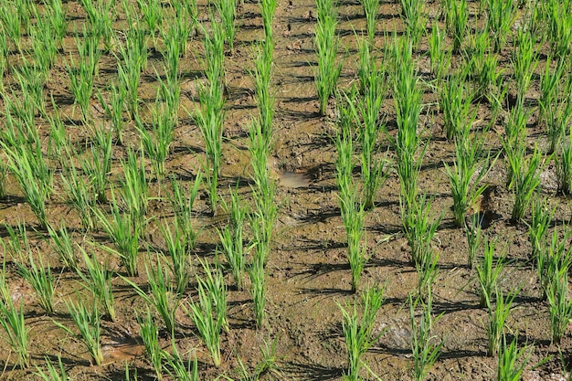 Photo beautiful rice fields