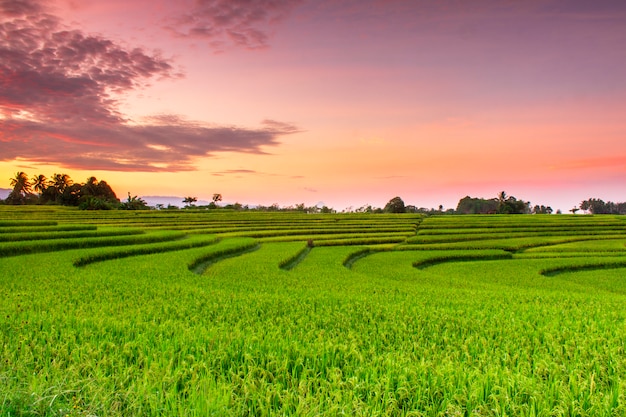 beautiful rice paddy fields at sunrise in north bengkulu, indonesia