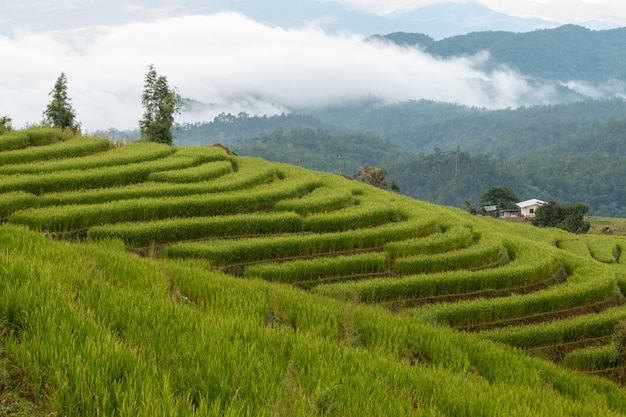 Bei terrazzi del riso di mattina a chiang mai, tailandia